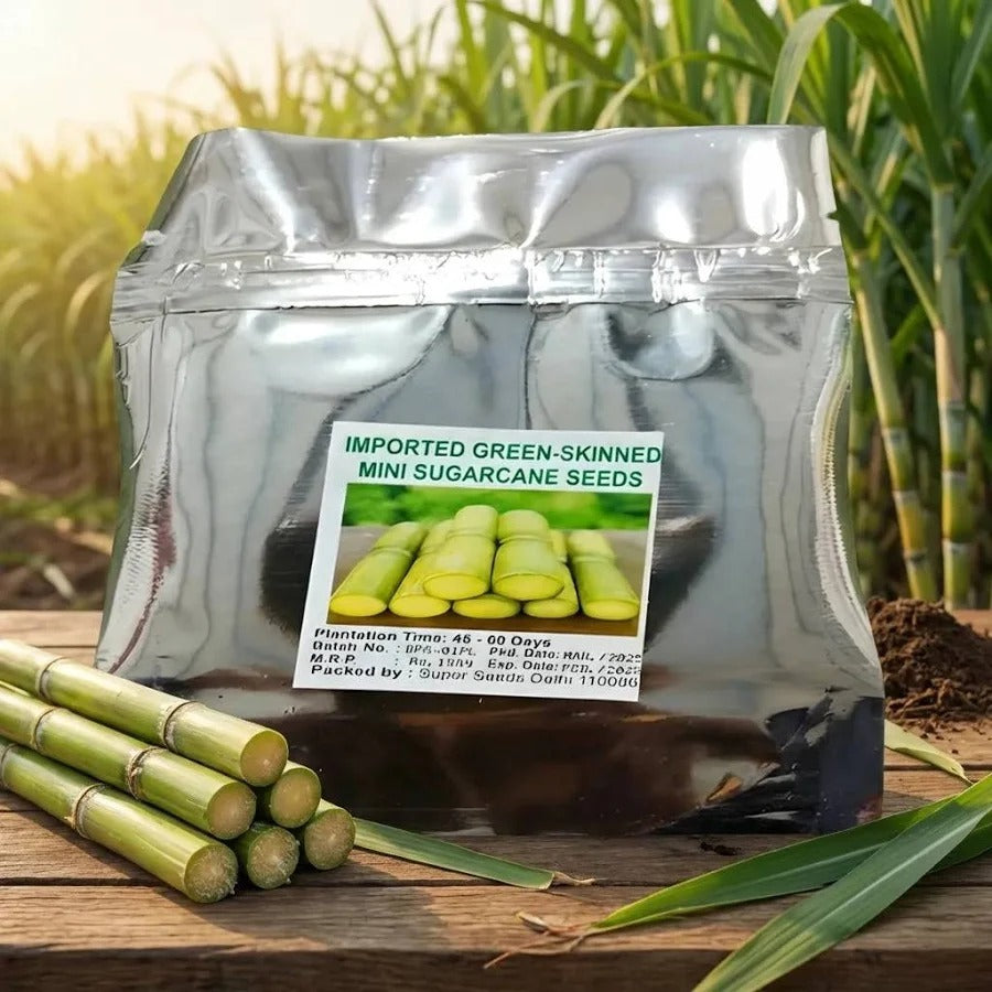 Imported Green Skinned Mini Sugarcane Seeds and Plant Booster Main image